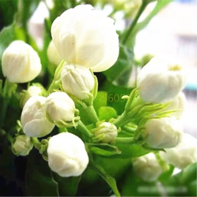 20pcs Bag Jasmine Bonsai Flower Perennial Indoor Potted Plants White 20pcs Bag Jasmine Bonsai Flower Perennial Indoor Potted Plants White For Home Garden Planting