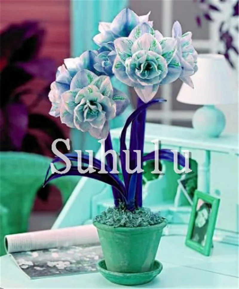 Sales! 100 pcs/bag Amaryllis Hippeastrum bonsai, Not Bulbs Bonsai Flower ,Hippeastrum for home&Garden Barbados Lily Flower pot