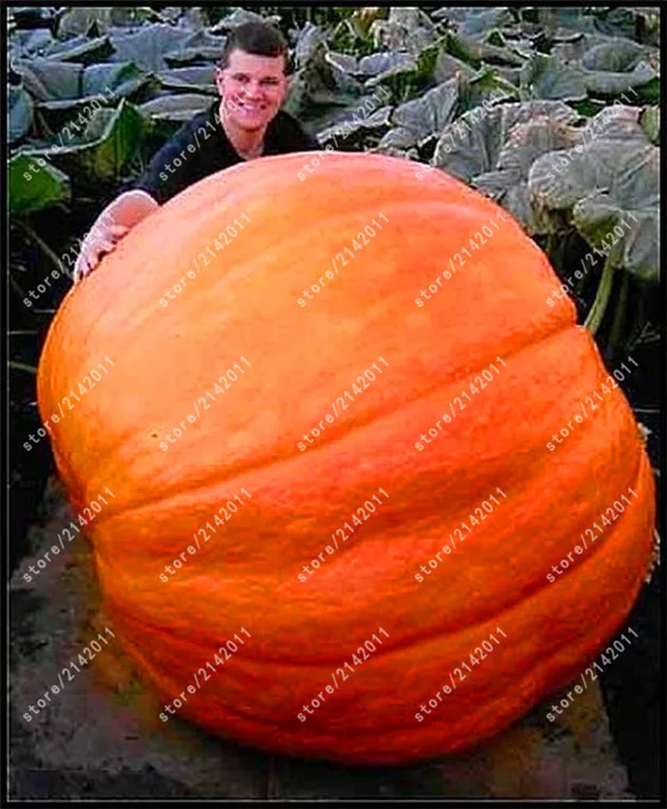 

5 Pcs Giant Pumpkin plants Halloween Pumpkin Organic Vegetables Nutrient-rich Food NON-GMO Edible Plants For Home Garden
