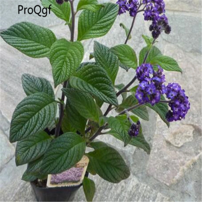 

8000Pcs A Set Brunfelsia Hopeana Heliotropium