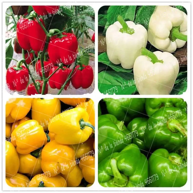

200Pcs/Bag color pepper pepper bonsai plant vegetable plant mixed sweet shell pepper bonsai vegetable paprika family vegetable