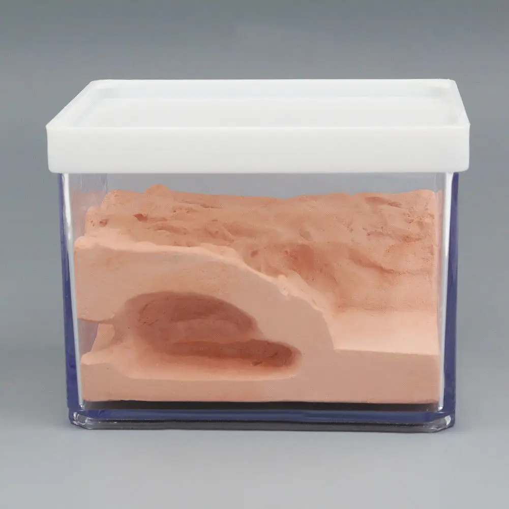 

For Small Ant Colony Ant Nest Housing Farm Box Gypsum Kernel Farm Case PC Case Housing Ant Box Display 2018 New