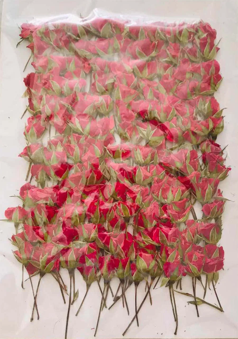 

250pcs Side Pressed Dried Red Half Rose Buds Flower Plant Herbarium For Jewelry Postcard Invitation Card Phone Case Bookmark DIY