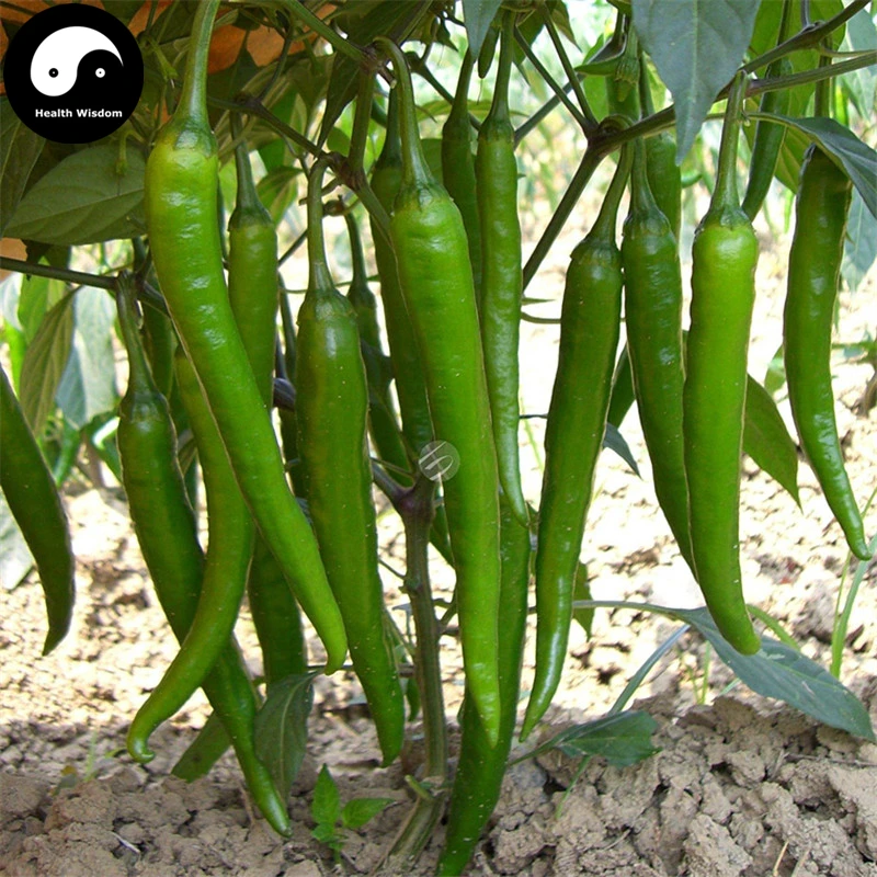 Купить зеленый длинный перец Semente 150 шт. завод Hot Chili овощи паприкой