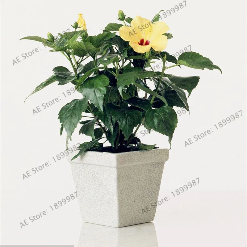 100 шт./пакет бонсай цветок гибискуса flores, комнатные Гибискус mutabilis, сад& Home многолетние с красивыми растениями цветком - Цвет: 16