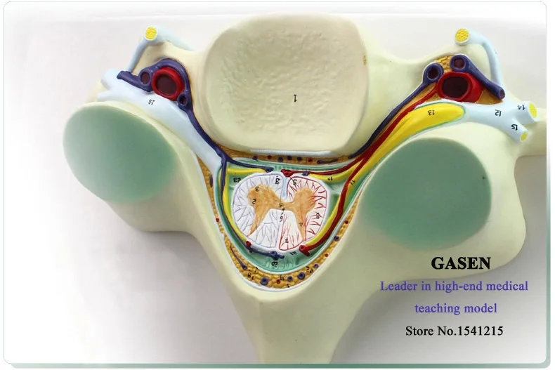 

FIFTH CERVICAL SPINAL CORD SPINAL NERVE ENLARGEMENT ANATOMY OF THE SPINAL CORD TRANSECTION CERVICAL VERTEBRA MODEL GASEN-GL047