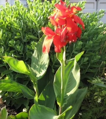 

5 Canna Edulis,Arrowroot, Indian Shot,Flowering plant