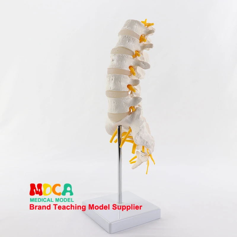 Поясничных позвонков хвост позвонка спинного нерва модель скелета Скелет позвоночного анатомическая модель копчиковый визуальной