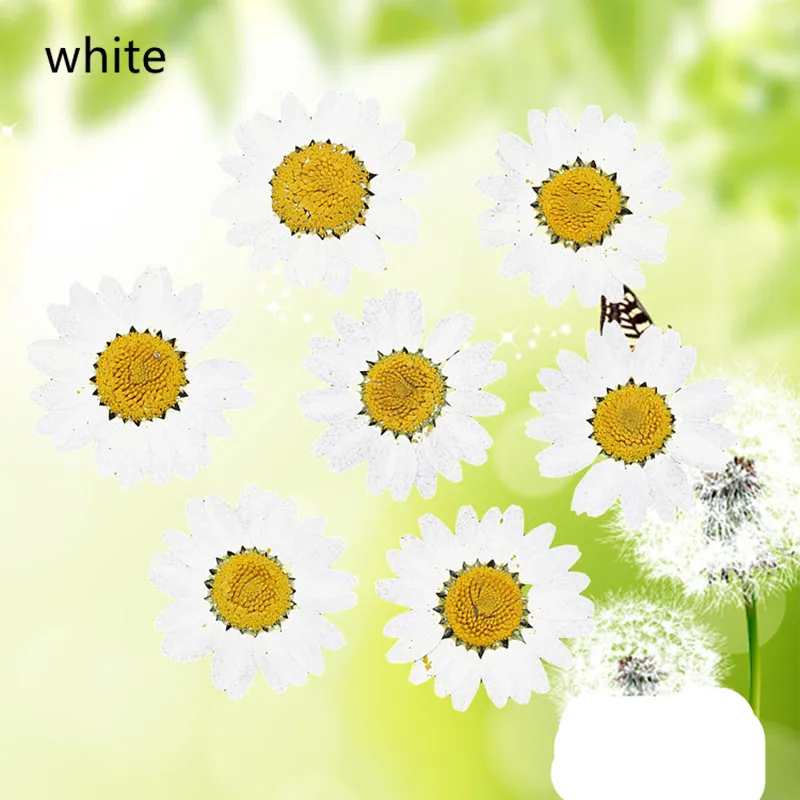 4205868956_1099731935