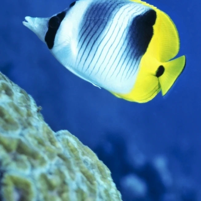 A Butterflyfish swims up along a coral reef  Papua New Guinea Poster Print (11 x 17)