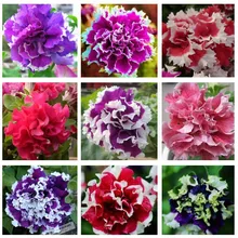 100pcs/bag Hanging Petunia seeds balcony potted oblique Petunia Flower Seeds Petunia multicolor plant for home garden