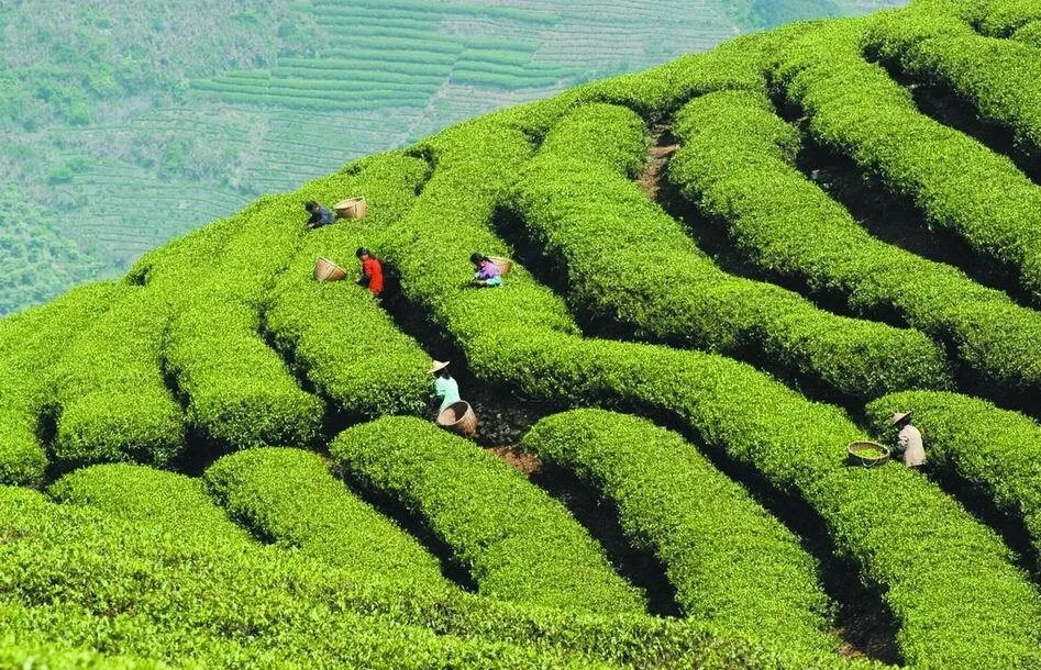 Китайский Ранняя весна свежий зеленый чай Huangshan Maofeng зеленый пищевой органический Ароматизированный Чай для похудения