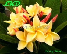 Plumeria rubra Plants Rooted 7 15 inch Frangipani Flower Daisy Bonsai Tree Plumeria Plants no168 moon