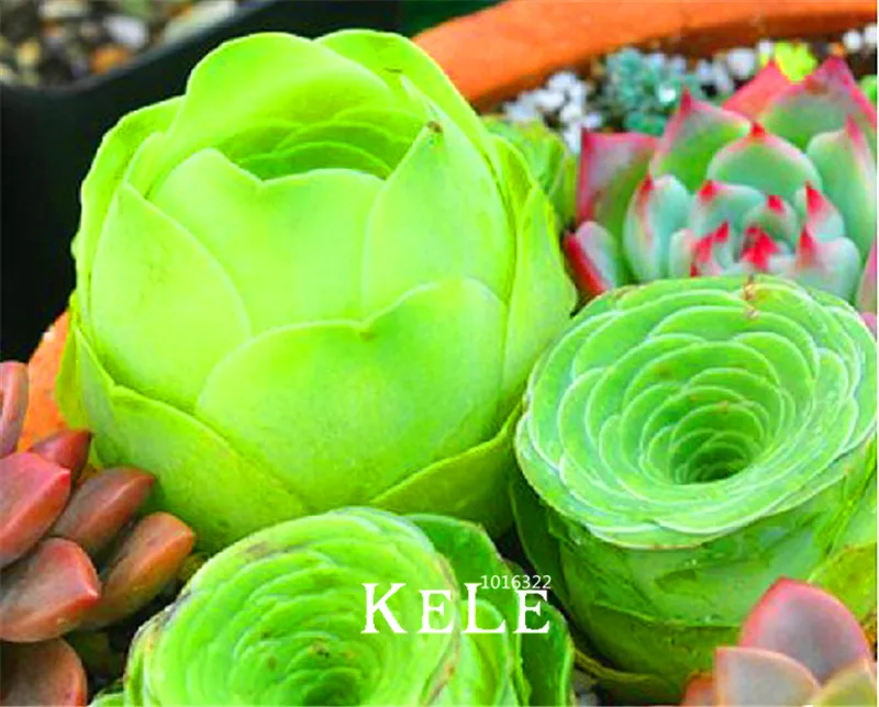 

Loss Promotion!10 PCS A Pack Home Garden Plant Sempervivum Mix Succulent bonsai Rare flower flores garden flowers for room,#4B6J