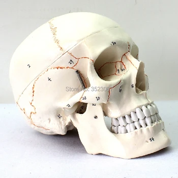 

life size 3-parts numbered with Sutures human anatomy skeleton dental anatomical brain anatomia Exploded skull model