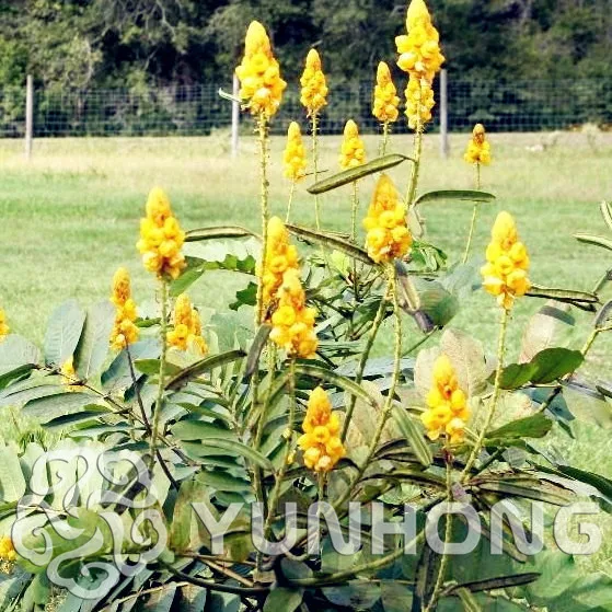 

Hot Sale 100pcs Multicolor Cassia Alata Bonsai European Cassia Alata Flower Bonsai Yellow Flowers Woodland