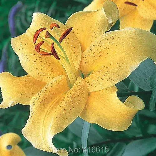 Compare Prices on Golden Lily Online Shopping/Buy Low Price Golden