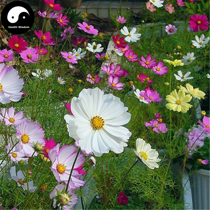 Buy Cosmos Bipinnata Flower Semente 400pcs Plant Cosmos