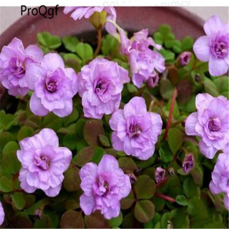 

50Pcs a set Oxalis Nidulans Pompom Bulb