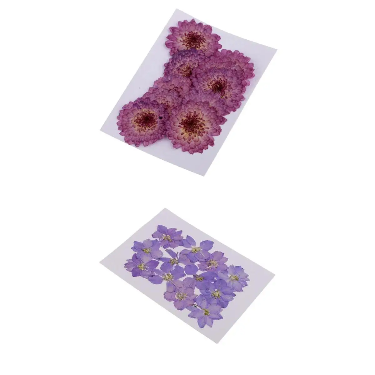 22 Pieces Purple Daisy and Larkspur Dried Pressed Flowers Handmade Real Flowers Case for Phone Decoration DIY
