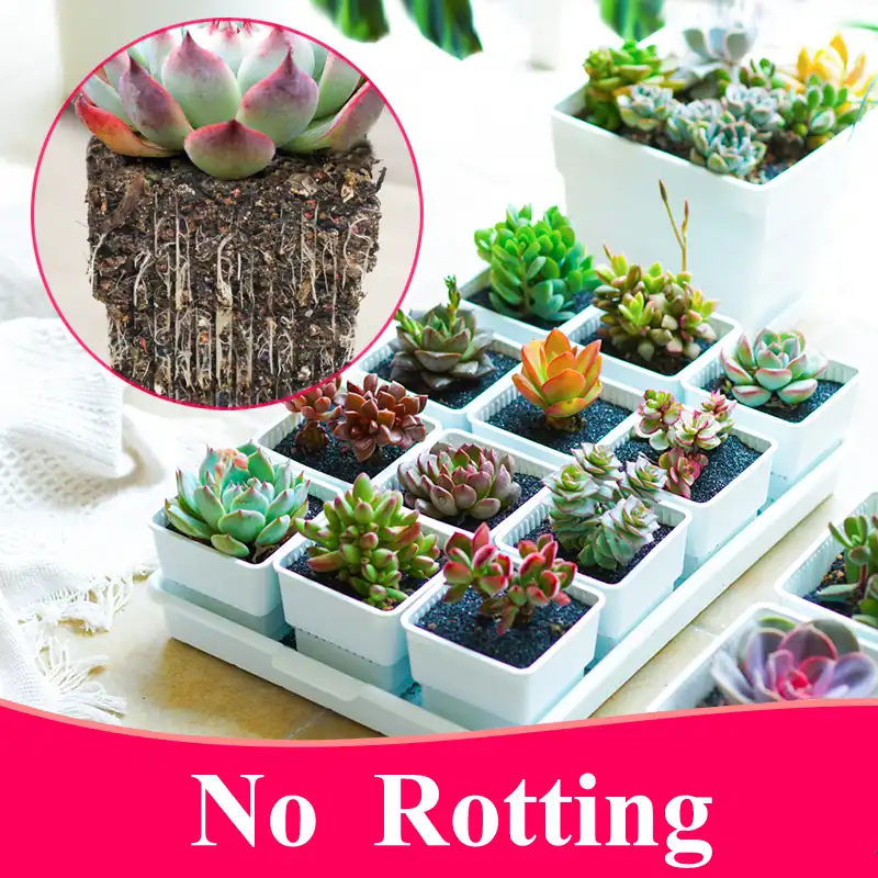 Meshpot 2 3 4 Inches Square Plastic Succulents Planter Pots With Tray Set Nursery Pot Cactus Plant Pot Garden Pot Aliexpress