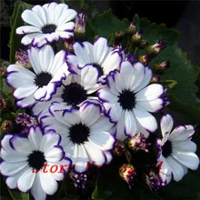 .Florists Cineraria Seed (100 Seeds) 9 kind different Bonsai Flowers Seeds DIY Home And Garden Decor Free Shipping
