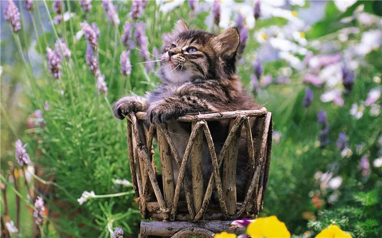 

Diamond Painting Cute Cat Needle Gift Wall Stickers Full cube drill Resin Diamond Embroidery Animals Picture of Rhinestones