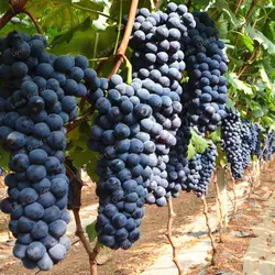 50 шт./пакет винограда бонсай фрукты черный виноград карликовые деревья виноград дерево Легко расти карлик фрукты для дома садовое