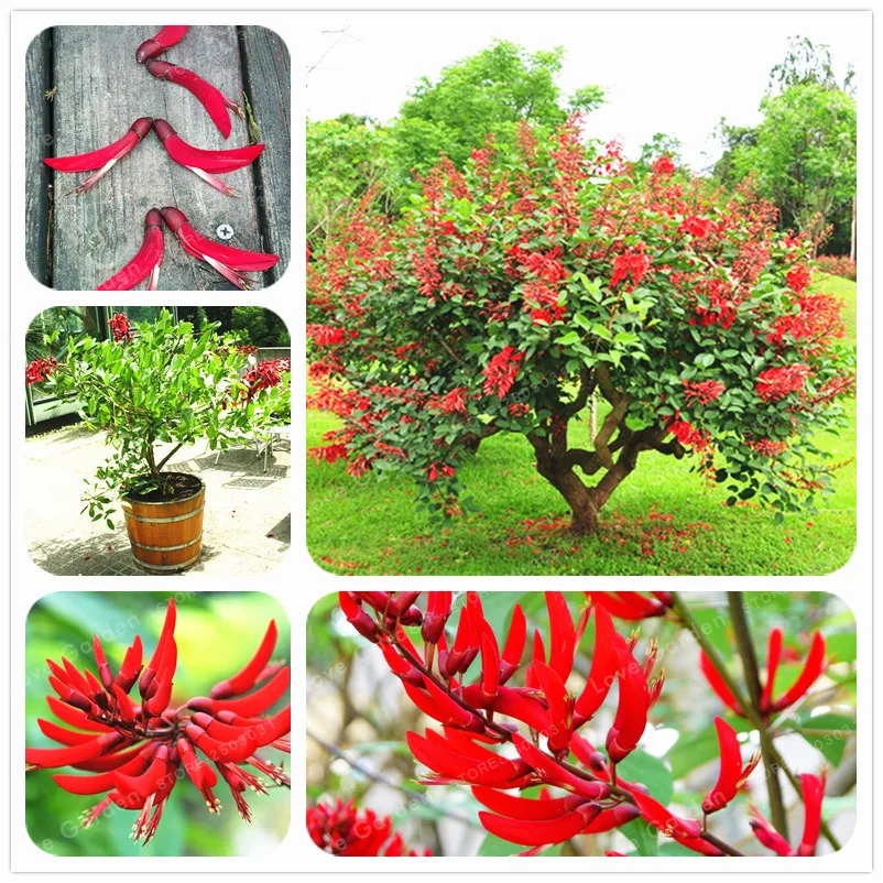 

Erythrina Crista Galli Brazilian Shrub Bonsai Beautiful Flower Bonsai Plant Tree Diy Home Garden 100 Pcs Potted plant
