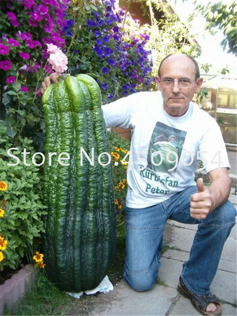 

100 Pcs Giant Cucumber bonsai Japanese Mini Cucumber Fruit and Vegetable plant Organic Non-GMO plant for Home Garden Planting