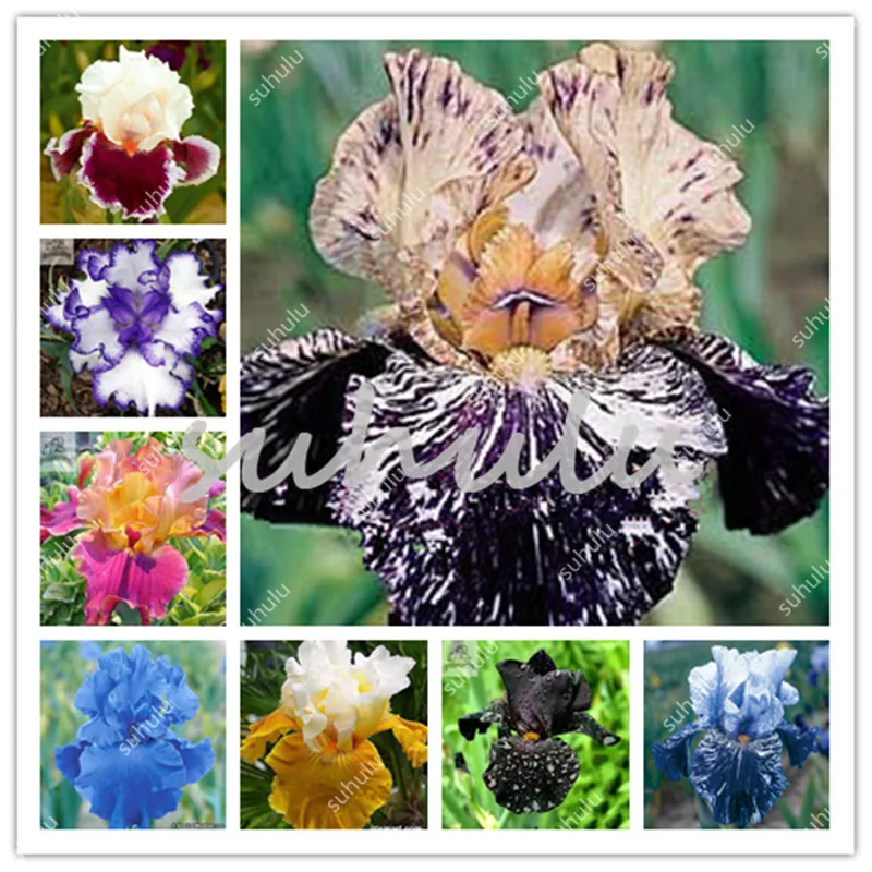 100 Pcs Iris Bonsai, Many Kinds Of Color Iris Potted Iris Orchid Sementes Rare Perennial Flower Bonsai Plants For Home Garden