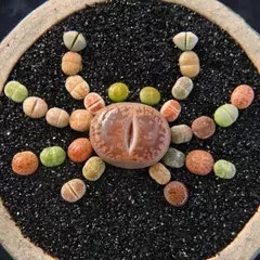 

20pcs 100% Fresh Real Lithops Aizoaceae Pseudotru Semillas ~living stones colorful faces Bonsai Succulent Plant sementes