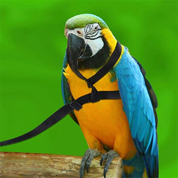 Случайный цвет анти-укус Летающий тренировочный канат попугай птица наборы поводков для домашних животных Сверхлегкий Поводок Мягкий Портативный питомец игрушки