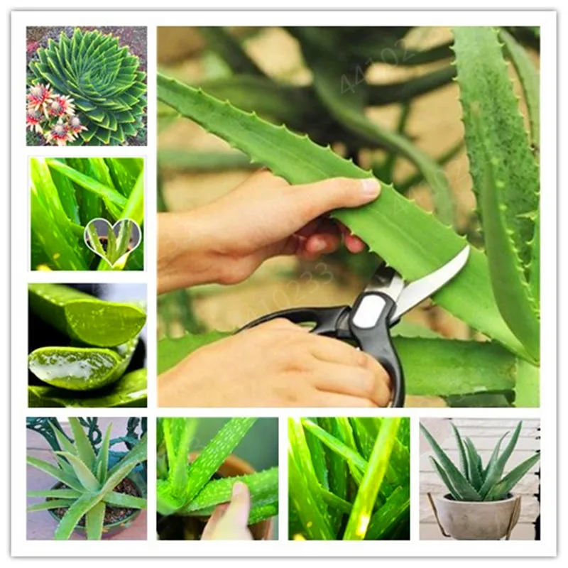

Big sale !50 Pcs Green Aloe Vera Plants Edible Beauty Edible Cosmetic Vegetables And Fruit Bonsai Herb Tree Plants For Home & Ga
