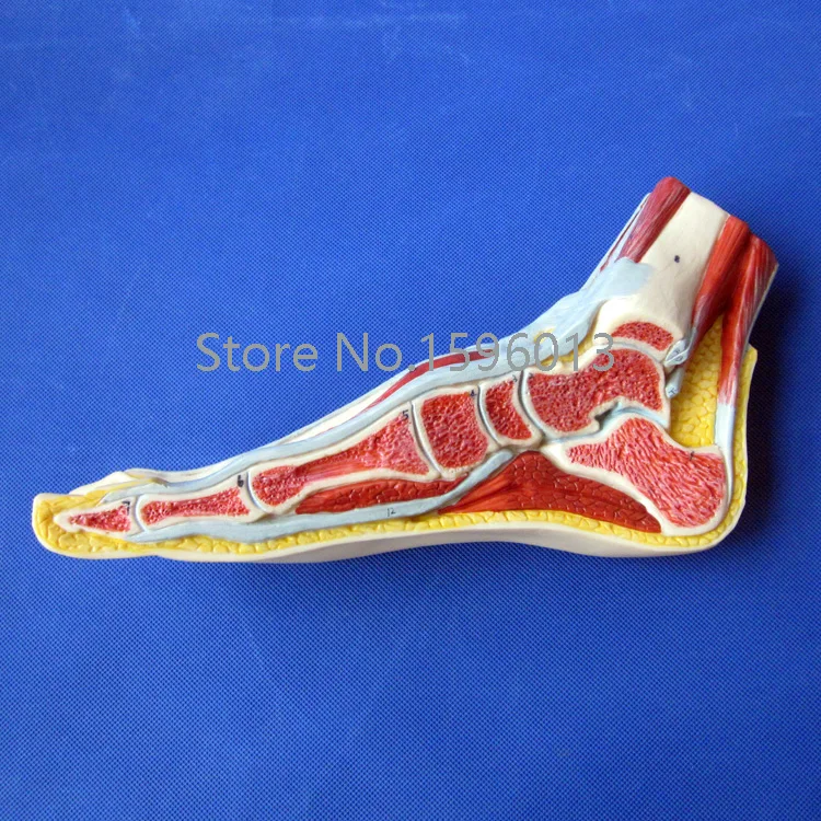 Anatomical Foot Model, Median Sagittal Section of Foot Model, Foot