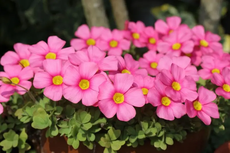 

Rare Oxalis obtusa Raspberry The Netherlands imports Oxalis Flowers bulbs color rotary For Home Garden Flower (Bulb is small)