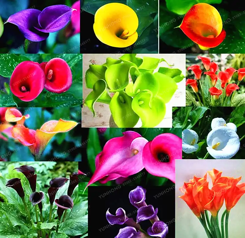 Calla Lily Bonsai Room Flowers Zantedeschia Aethiopica