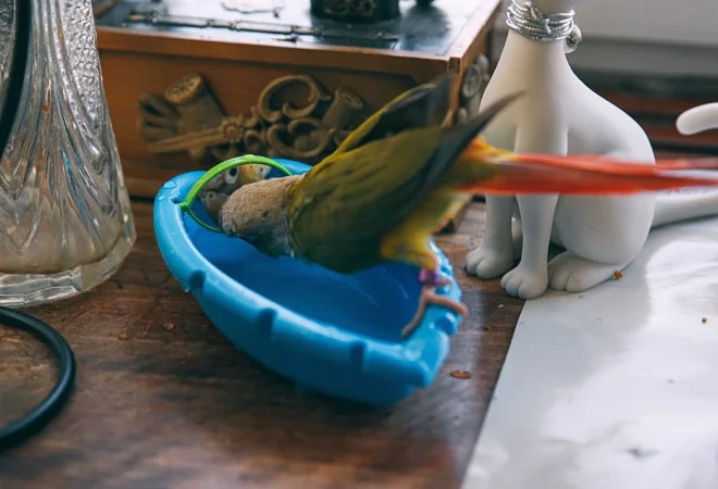 CAITEC Попугай Птицы игрушки Ванна с зеркалом лучший для маленьких птиц и маленьких попугая для ванной чистящие средства