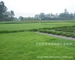 Газон холодного времени года трава, растения устойчивы к батуту бонсай 200 г/упак