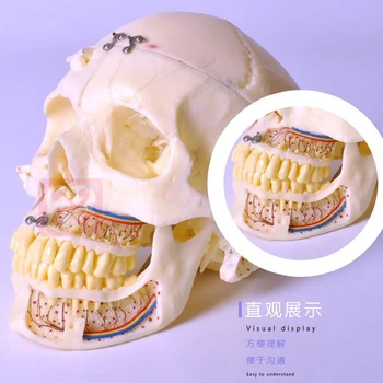 

Dental Study Skull Model with 10parts to demonstration Skull structure/Dental skull model with sinuses