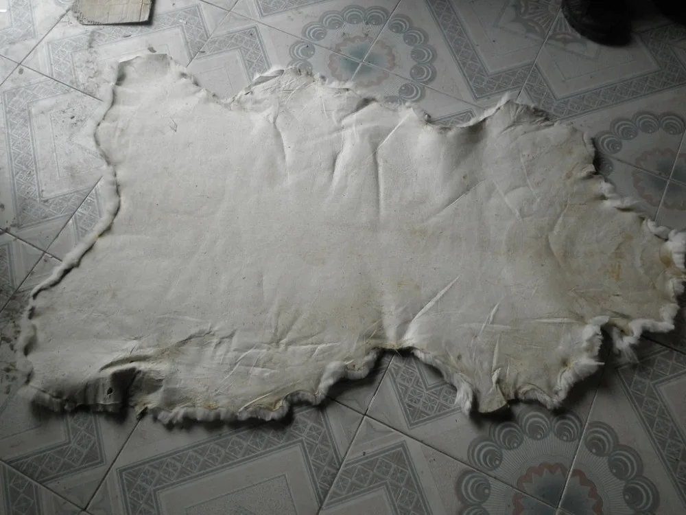Australian raw sheep fur skin real sheep fur pelt sheared Sheepskin (6)