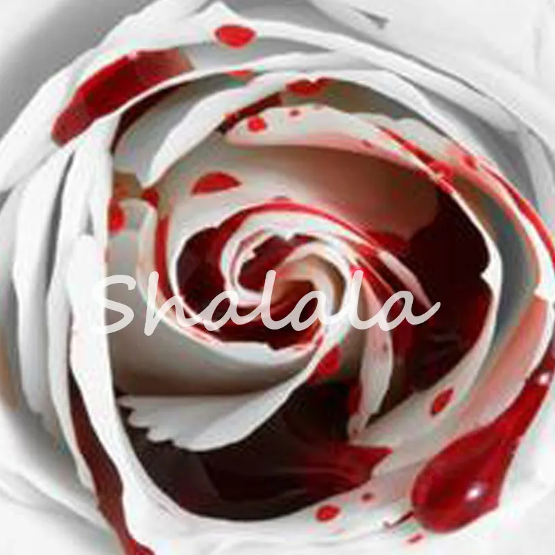 

Sale! 100 Pcs/Lot Rarest White Blood Rose Plant Exotic Amazingly Indoor Flower Bonsai Garden Asaka Rare True Blood Rose Flores