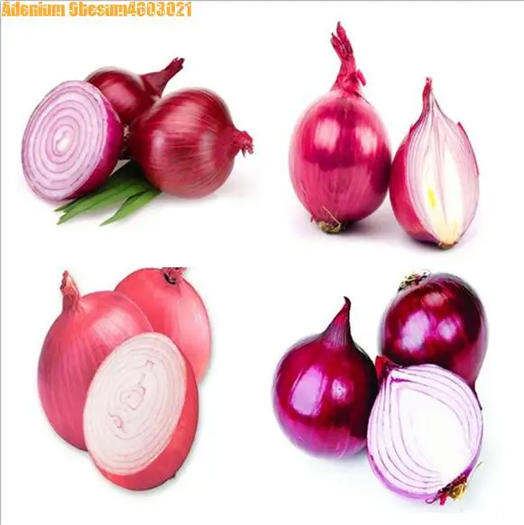 

New delicious 100 pcs giant onion bonsai fruit and vegetable non-GMO plant onion family garden healthy food free shipping