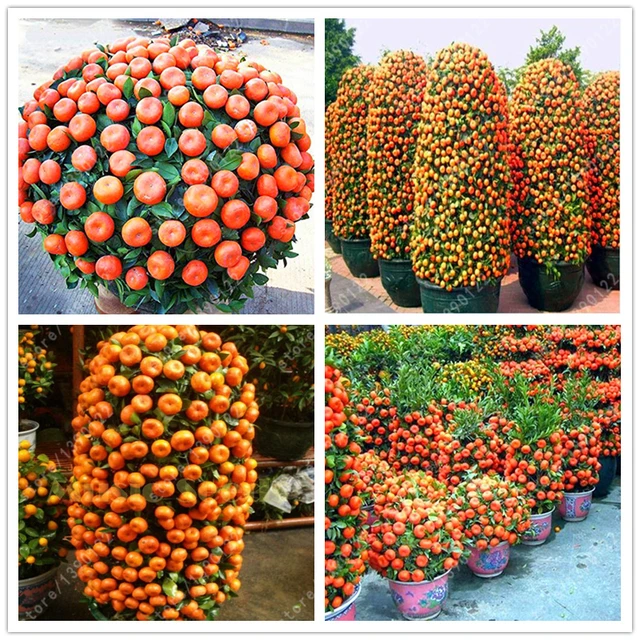 20pcs Bag Orange Seeds Climbing Tree Seed Bonsai Organic Fruit Like A Christmas 20pcs Bag Orange Seeds Climbing Tree Seed Bonsai Organic Fruit Like A Christmas