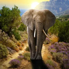 Слон художественная ручная роспись креативная Цифровая живопись маслом 24 цвета пигментная щетка картина Сделай Сам картина по номерам