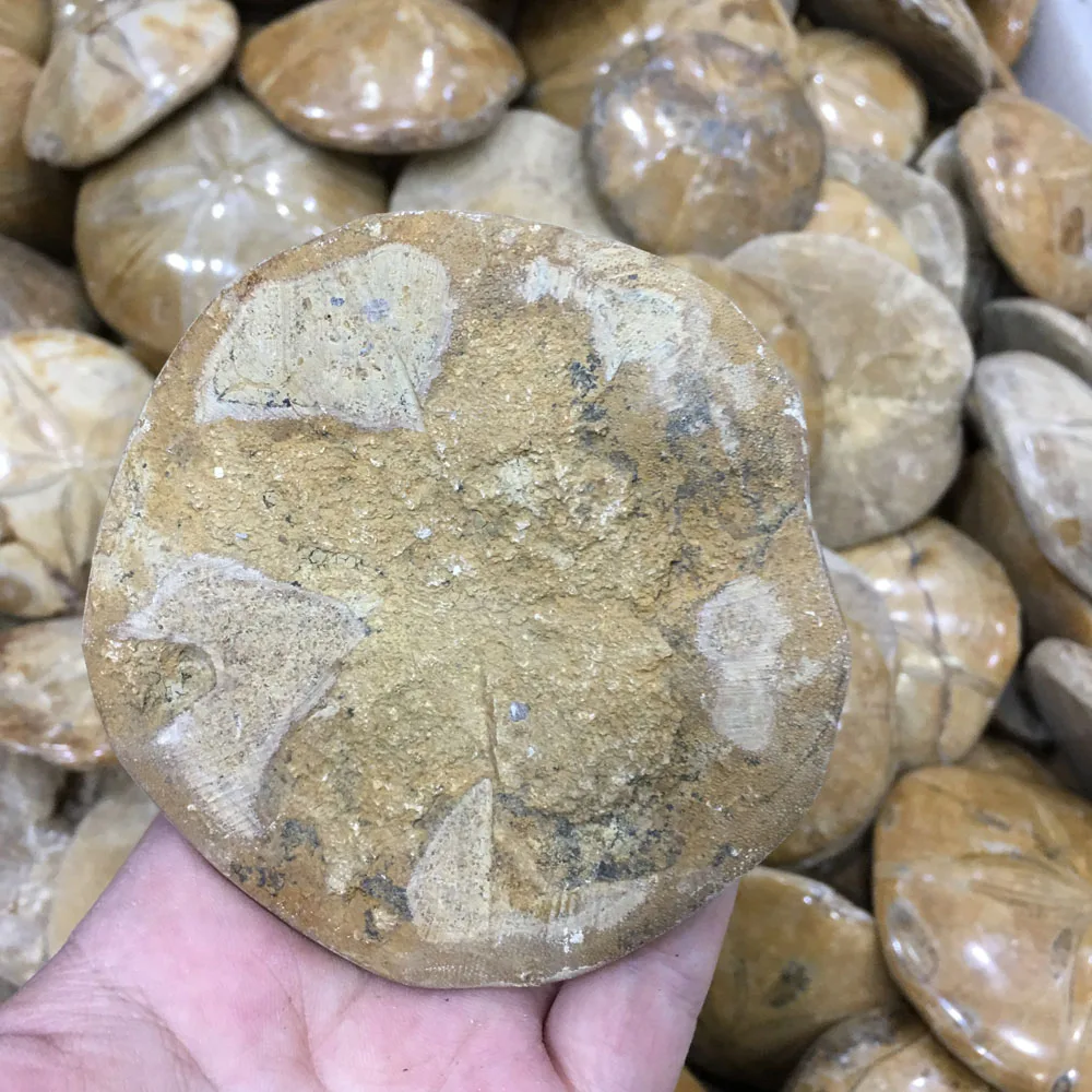 1 кг оптом натуральные полукруглые желтые полосатые морские звезды минеральные образцы для подарков