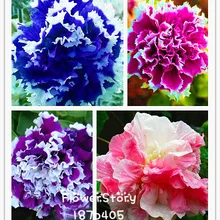 50 семян, садовая Петуния, лепестки цветов, семена для сада, украшения, Петуния, семена петунии