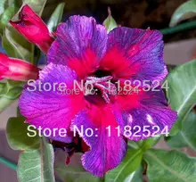 20 семена — свежий редкие » калейдоскоп » Adenium Obesum семена — бонсай семена