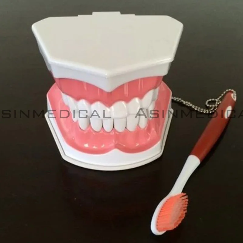 

Colgate tooth model Oral teeth Model student study Model Children teeth can be pulled
