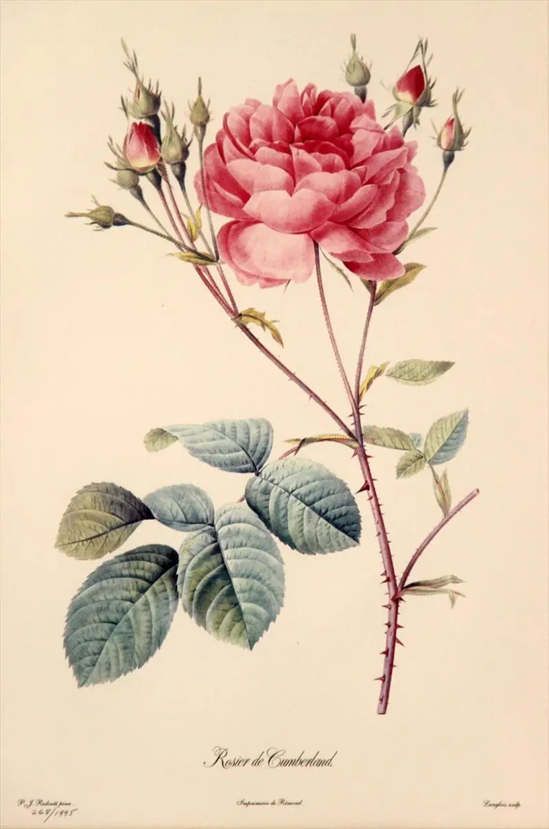 Rose Map of Hand Painted Herbarium Classic Vintage Retro Kraft